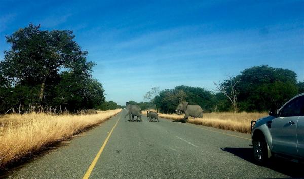 elephants in the road