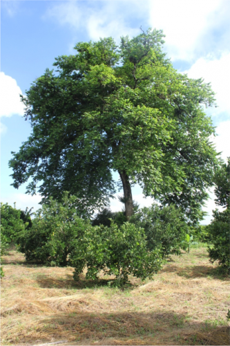 Mora, MACLURA TINCTORIA