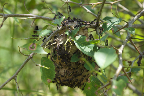 dinde with wasps