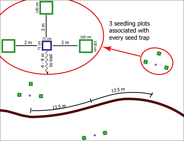 Fig. 2. Schematic of seedling plots (green) relative to seed traps (blue) and trail (brown). From Metz et al.&nbsp;(2010).