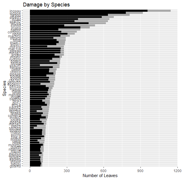 Fig. 4. Variation in species-level herbivory. Black bars represent leaves that have sustained herbivore damage and grey bars represent leaves without damage. Only species with &gt;100 leaves are shown.