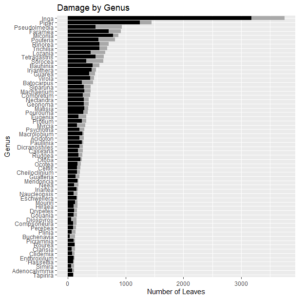 Fig. 5. Variation in genus-level herbivory. Black bars represent leaves that have sustained herbivore damage and grey bars represent leaves without damage. Only species with &gt;100 leaves are shown.