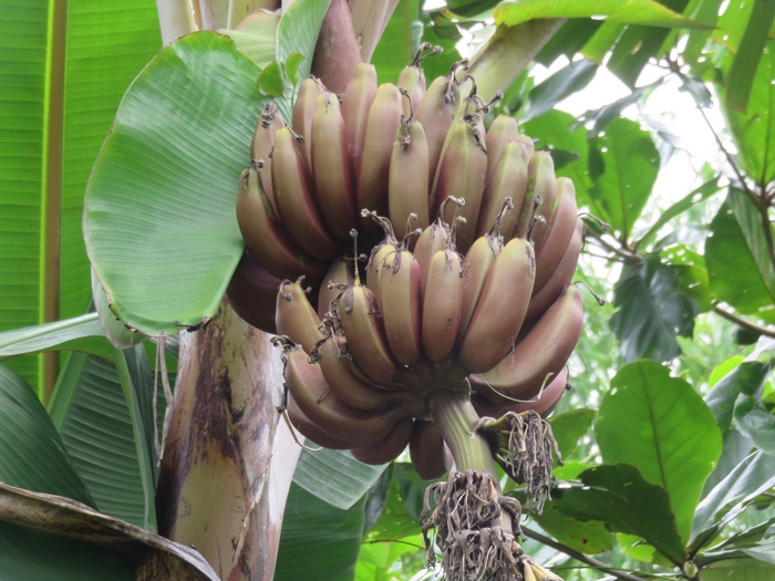 Fig. 2. Although not sampled or specifically documented, genetic diversity of plants was an interesting find. For example, although almost all households planted bananas (*Musa x paradisiaca*), there were a handful of varieties of the same species. In this case, purple bananas were only found in one household.