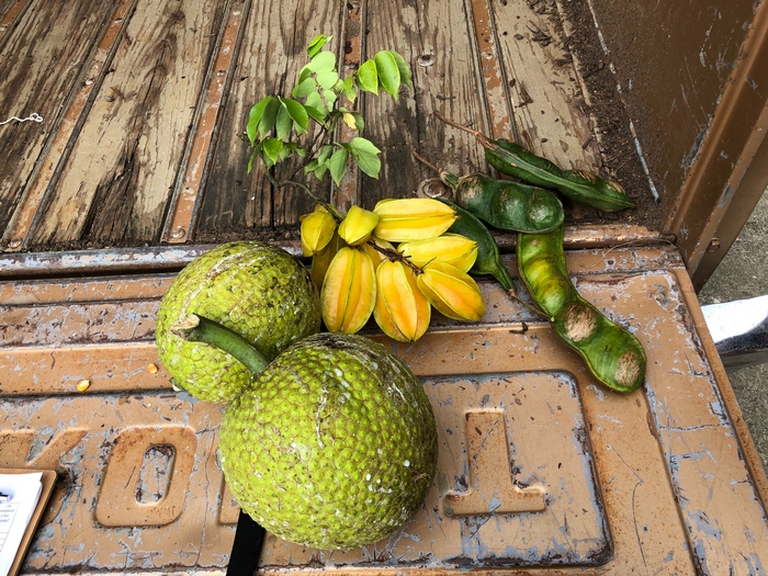 Fig. 3. Starfruit (*Averrhoa carambola*), breadfruit (*Artocarpus altilis*) and “guamá” (*Inga nobilis* subsp. *quaternata*) gifted to me during an interview.