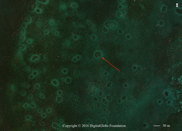 Fig. 1. Image of patch reefs and surrounding grazing halos in the South Water Caye Marine Reserve, Belize. Red arrow points to a grazing halo.