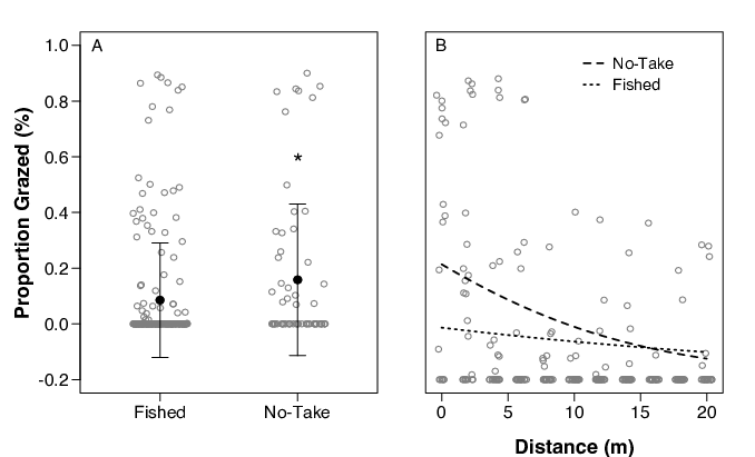 Fig. 4. Differences in the mean grazing proportion for assays in fished and no-take sites (A; Mann-Whitney Test, W = 6872.5, p &lt; 0.05). B) Differences in the spatial patterns of herbivory at fished and no-take sites modeled using beta regression. The overall amount and pattern in grazing differed significantly with grazing declining faster in no-take areas (p &lt; 0.001).