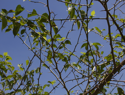 thorny dinde tree