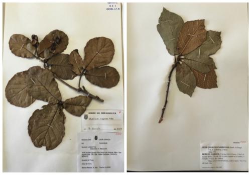 herbarium samples