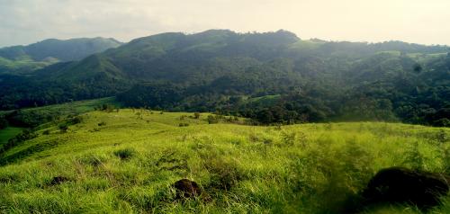 tea estate