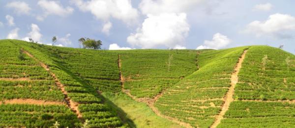 tea plantation