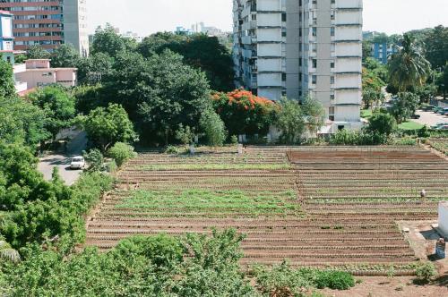 organoponico in Havana