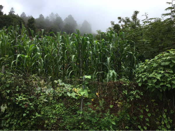 milpa farming plus forest