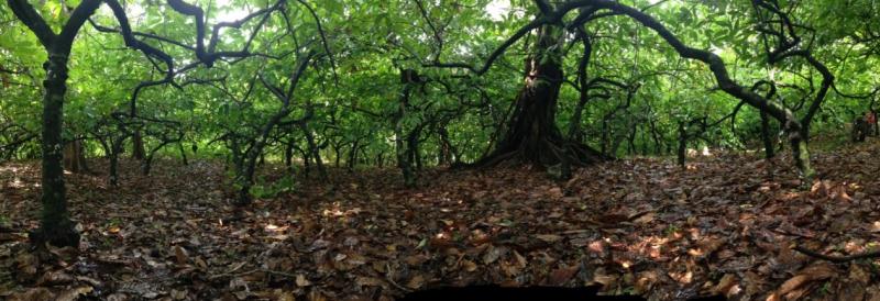 forest panorama